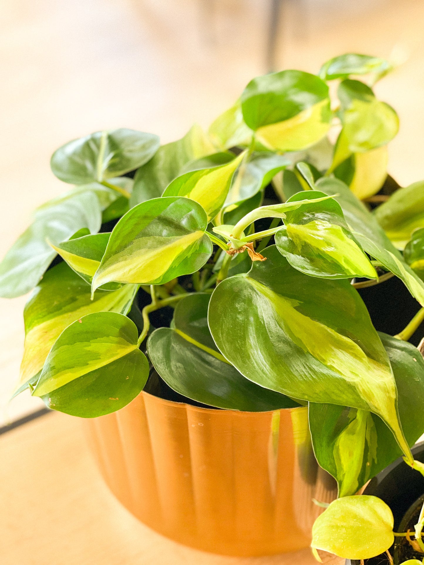 Philodendron Brasil #416 by Passionate Gem