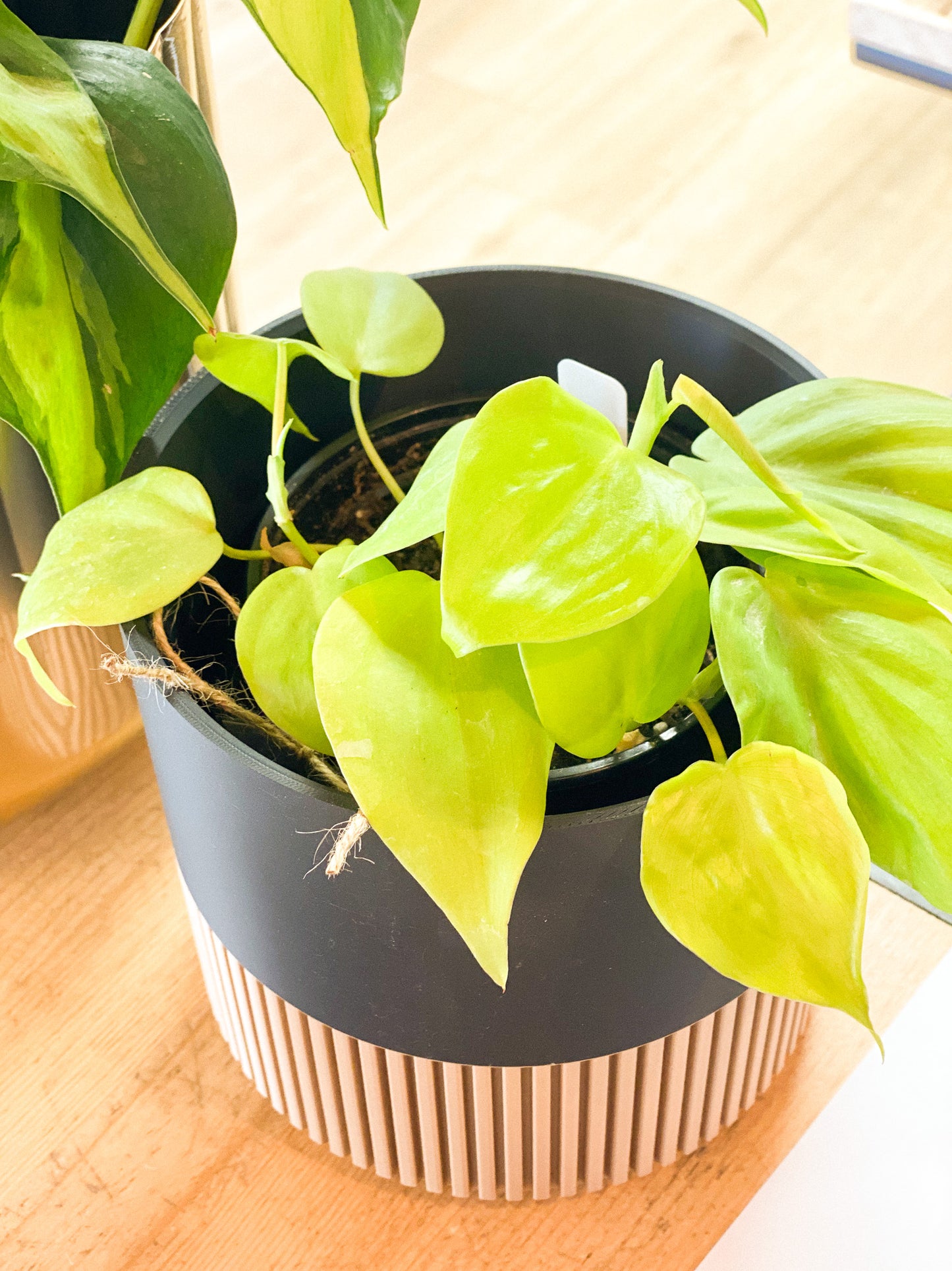 Philodendron - Lemon Lime #415 by Passionate Gem