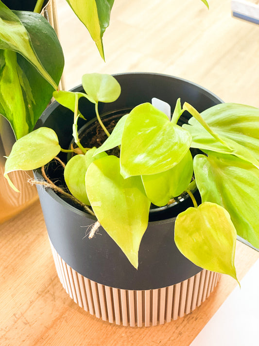 Philodendron - Lemon Lime #415 by Passionate Gem