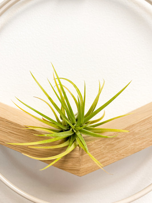 Air Plant #147 by Passionate Gem