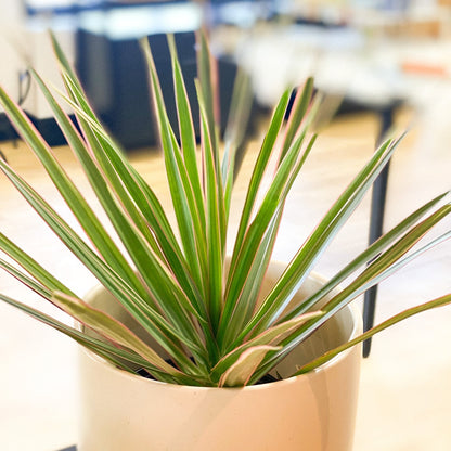 Dracaena - Marginita Plant #295 by Passionate Gem