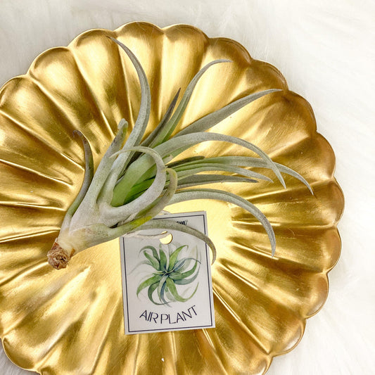 Air Plant #298 by Passionate Gem