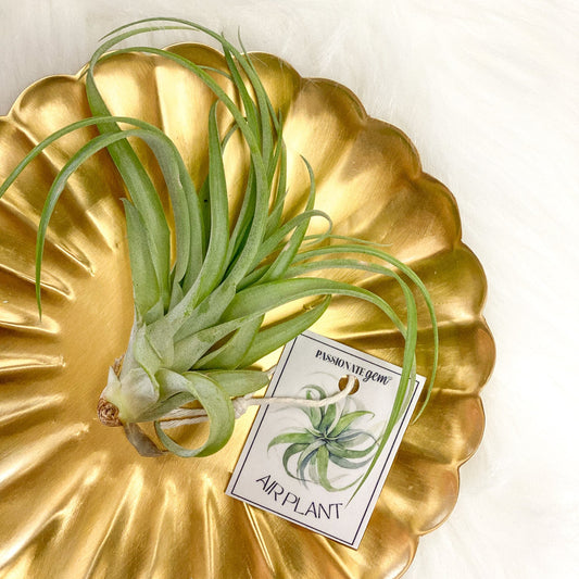 Air Plant #299 by Passionate Gem