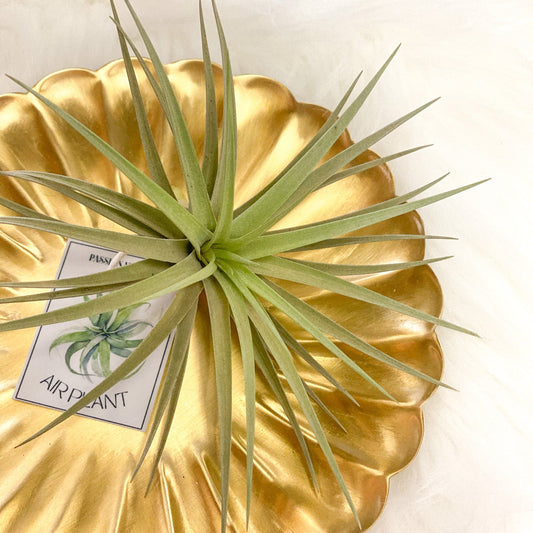 Air Plant #300 by Passionate Gem