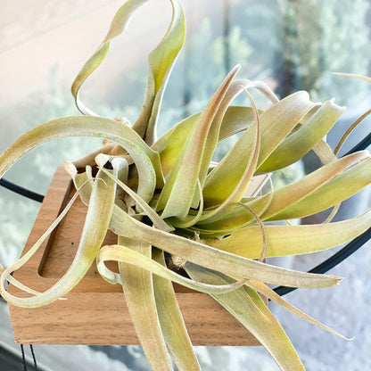 Air Plant #307 by Passionate Gem