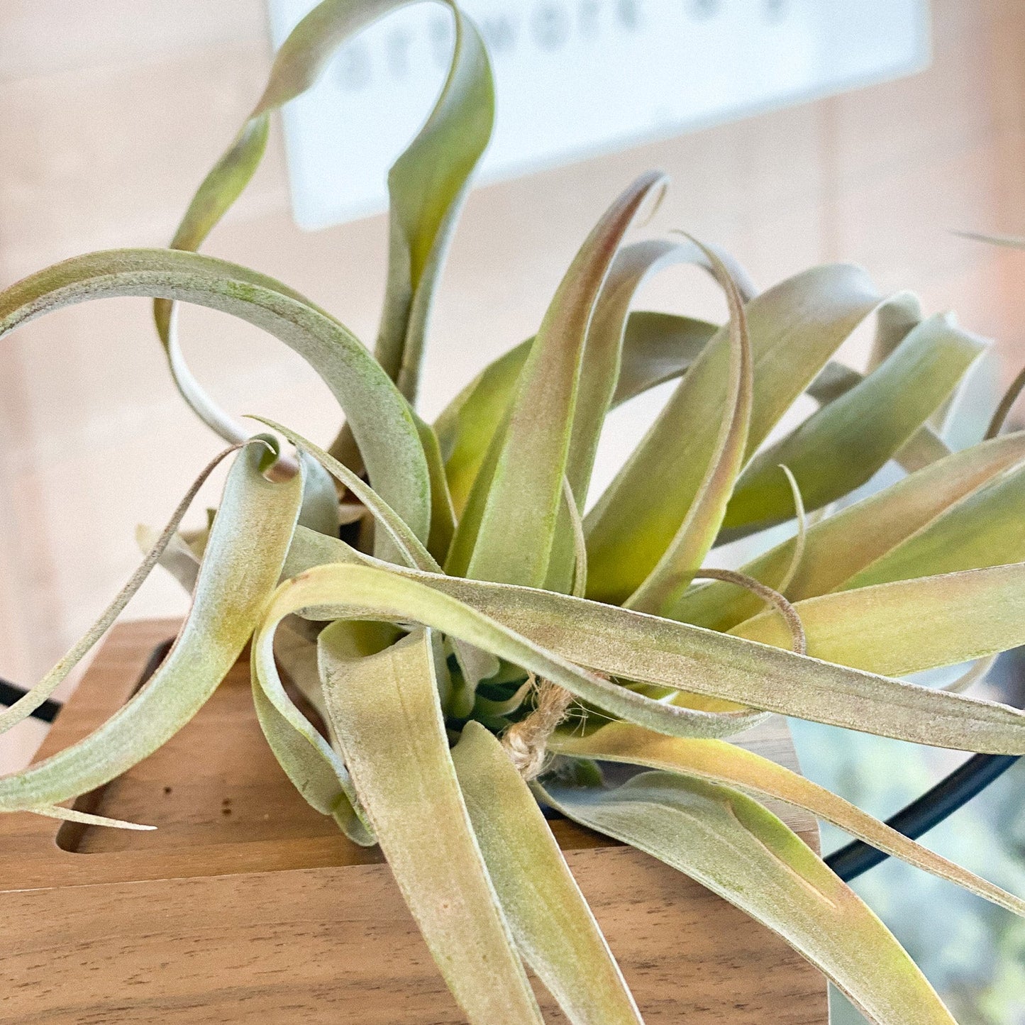 Air Plant #307 by Passionate Gem