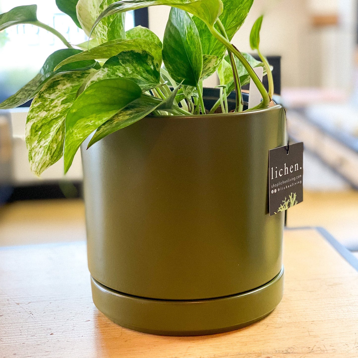 Green Thumb Clay 6" Planter