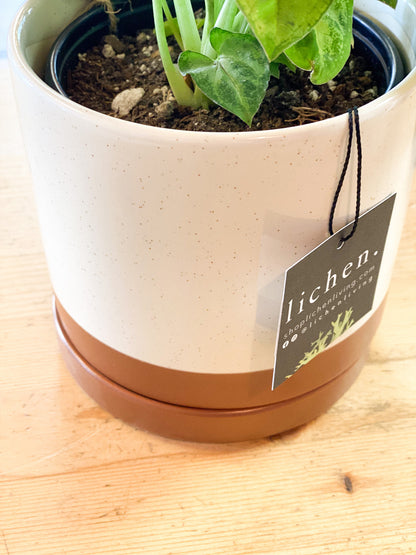 Desert Clay 6" Planter