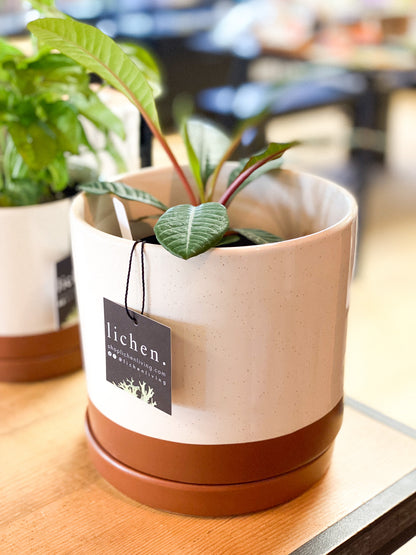 Desert Clay 6" Planter