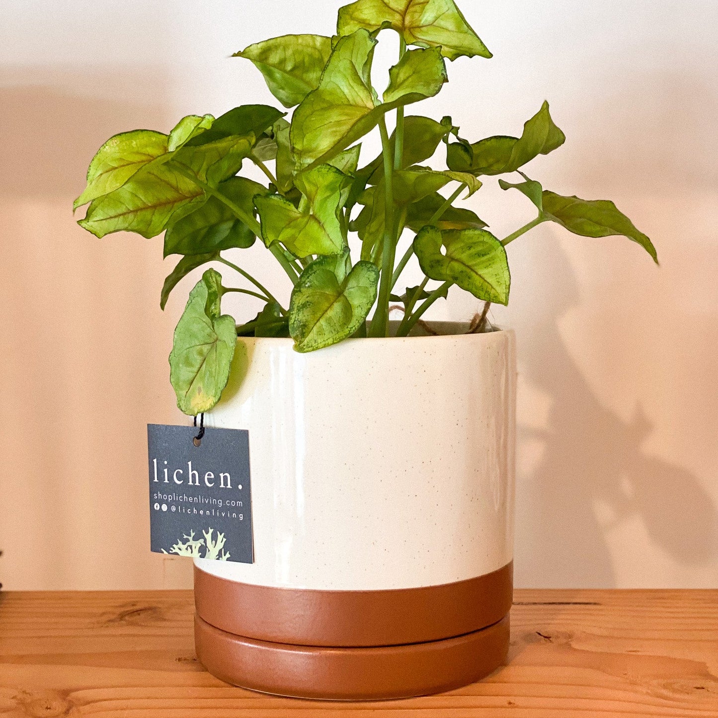 Desert Clay 4" Planter