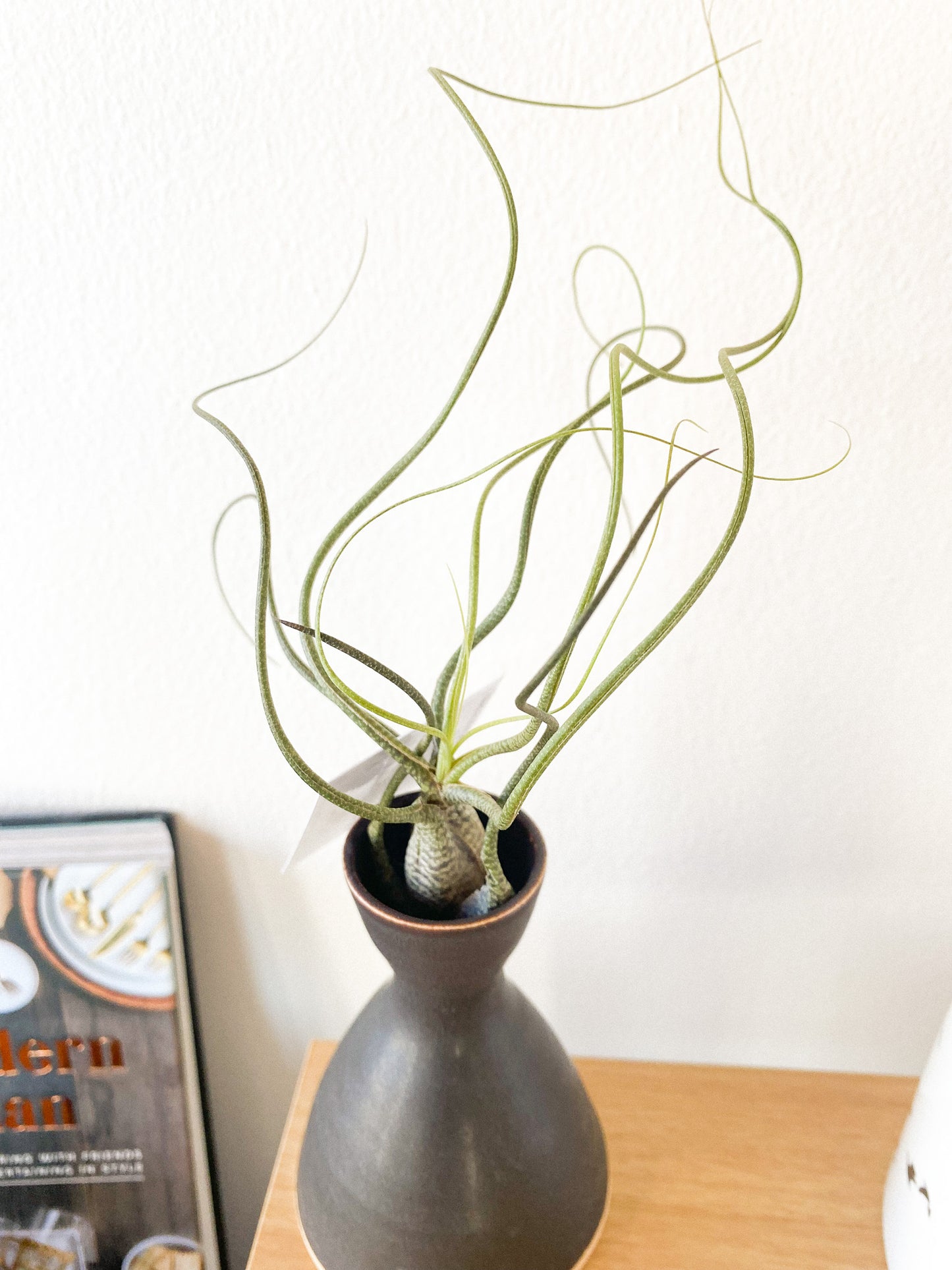 Air Plant by Passionate Gem