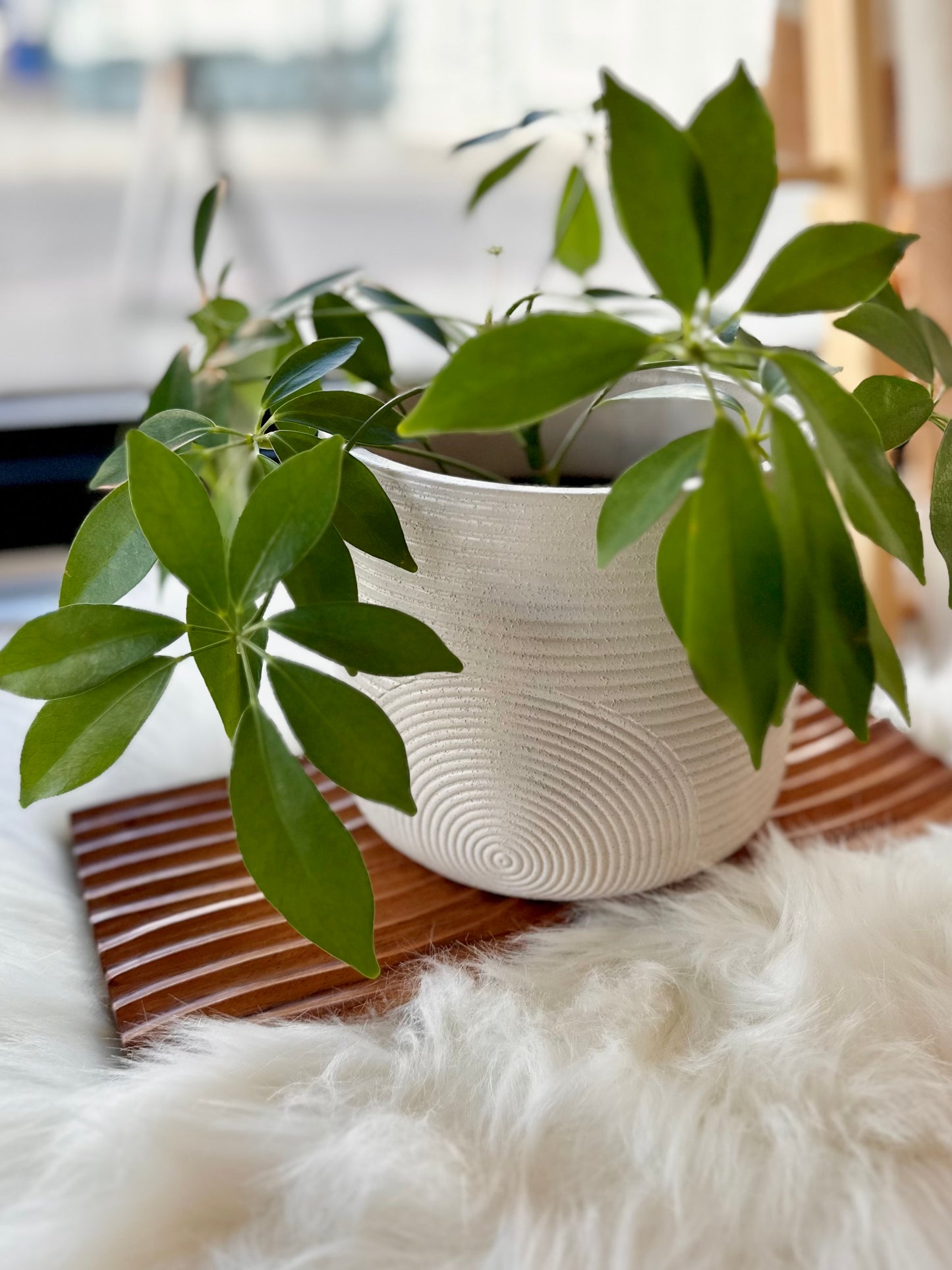 Scandi Concrete Planter | Sand by Made by Kippen