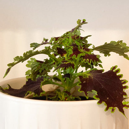 Coleus Plant #431 by Passionate Gem