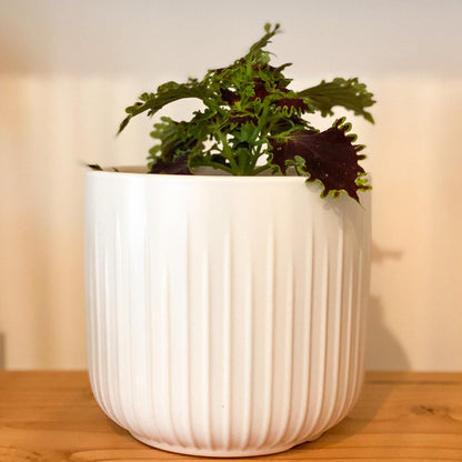 Coleus Plant #431 by Passionate Gem