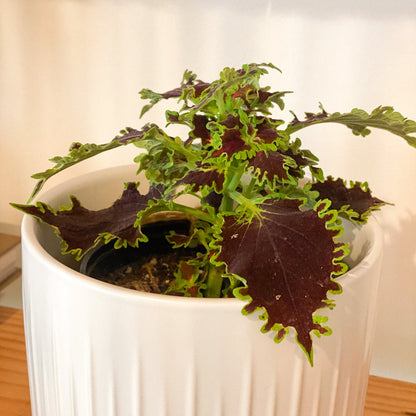Coleus Plant #431 by Passionate Gem