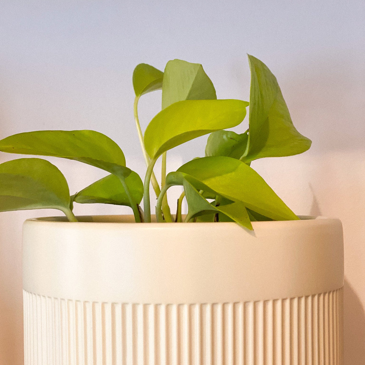 Pothos Neon Plant #430 by Passionate Gem