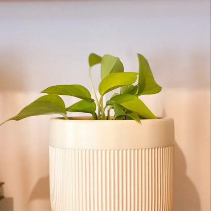 Pothos Neon Plant #430 by Passionate Gem