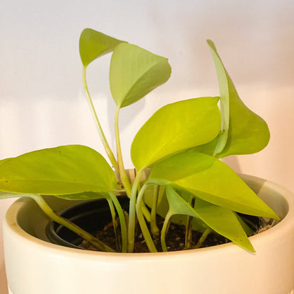 Pothos Neon Plant #430 by Passionate Gem