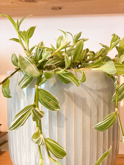 Wandering Dude Plant #429 by Passionate Gem