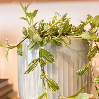 Wandering Dude Plant #429 by Passionate Gem