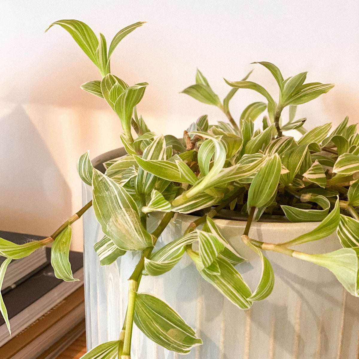 Wandering Dude Plant #429 by Passionate Gem