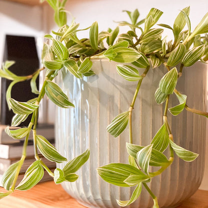 Wandering Dude Plant #429 by Passionate Gem
