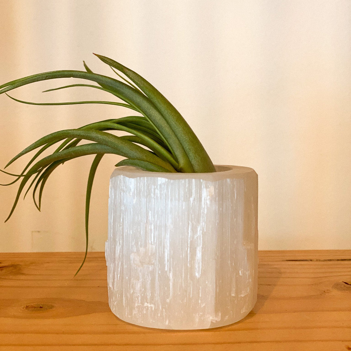 Selenite Air Plant Holder #434 by Passionate Gem