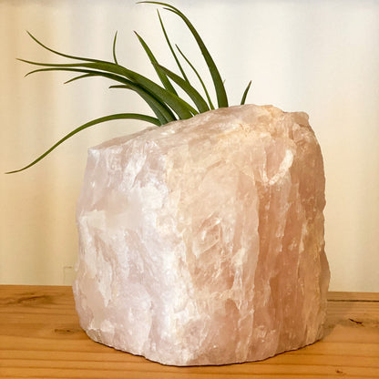 Pink Quartz Air Plant Holder #433 by Passionate Gem