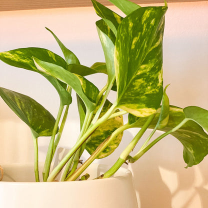 Golden Pothos Plant #432 by Passionate Gem