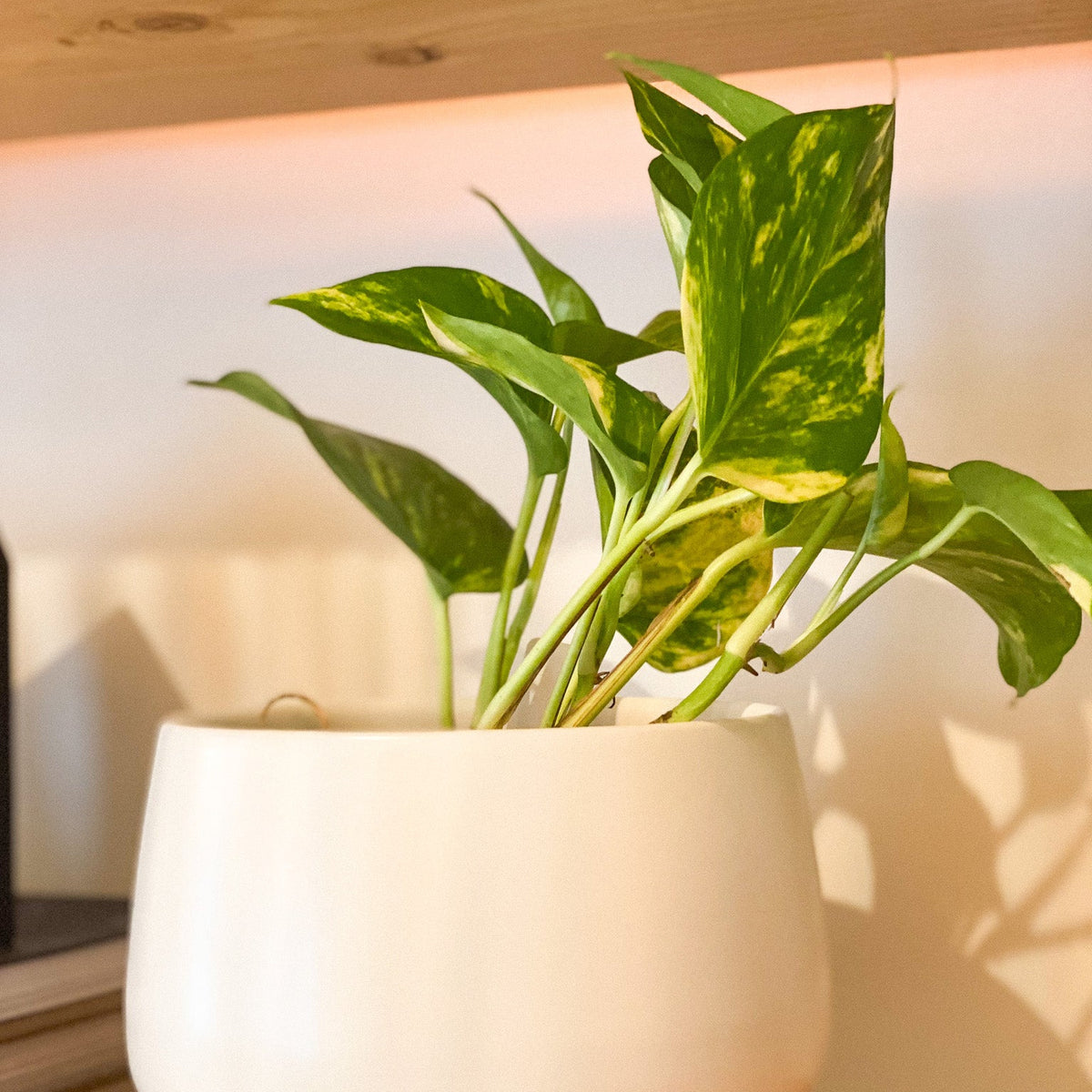 Golden Pothos Plant #432 by Passionate Gem