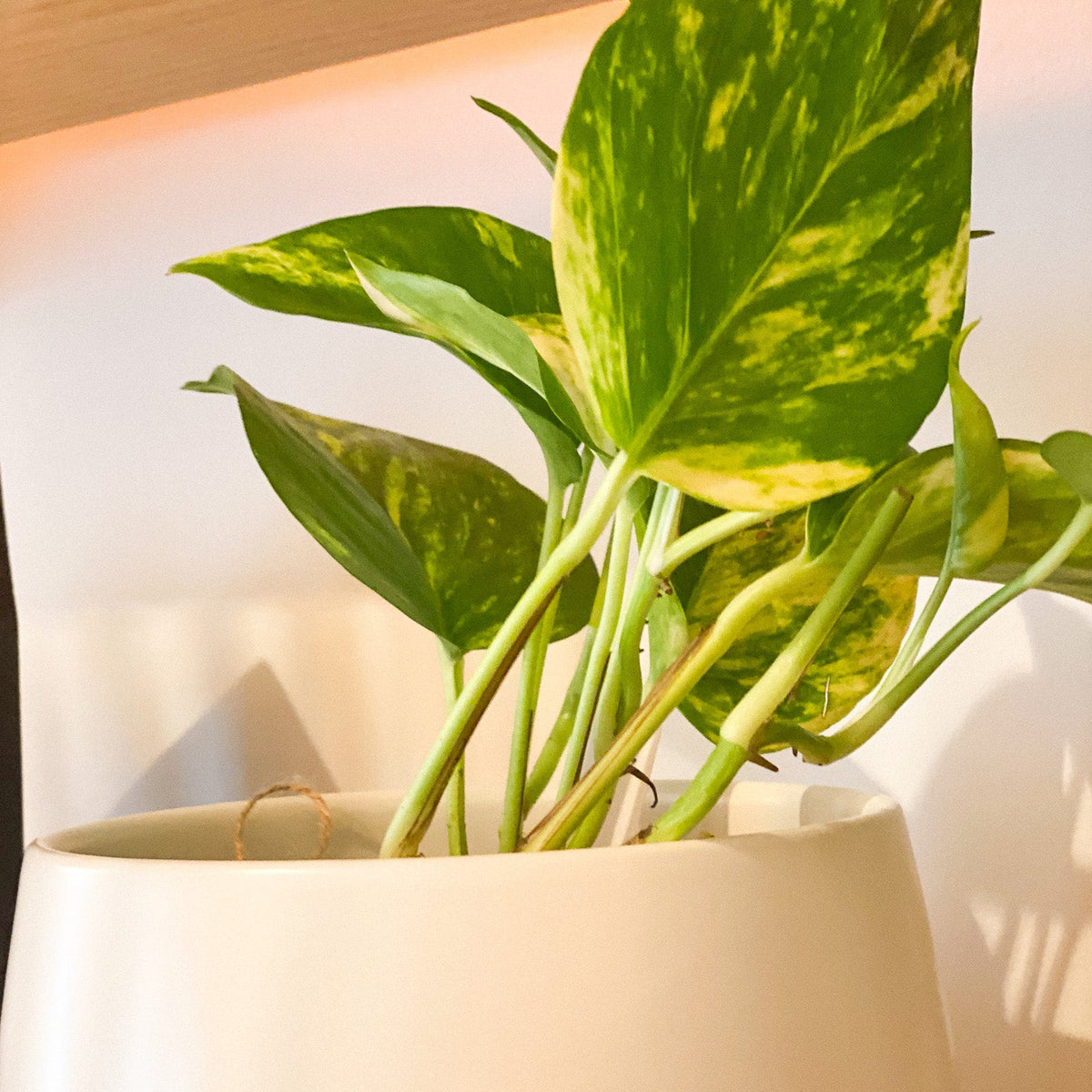 Golden Pothos Plant #432 by Passionate Gem
