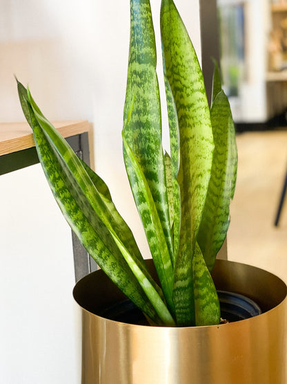 Snake Plant #331 by Passionate Gem