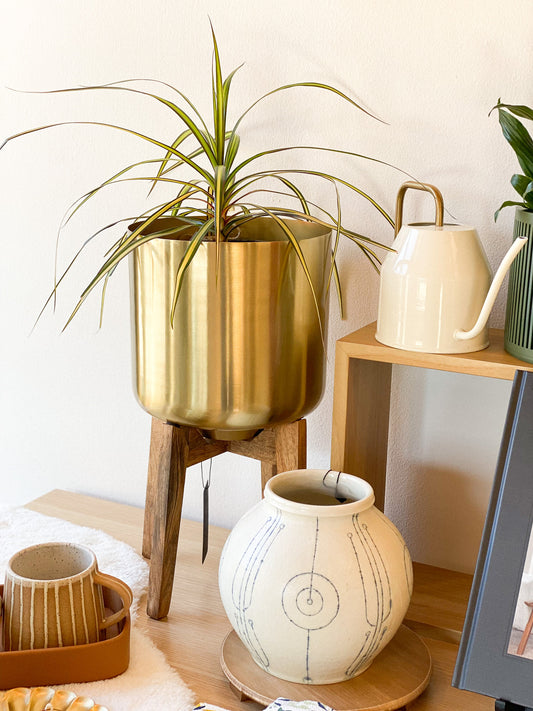 Dracaena - Marginita Plant #330 by Passionate Gem