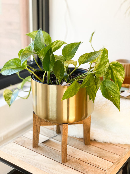 Pothos - Marble Queen #329 by Passionate Gem