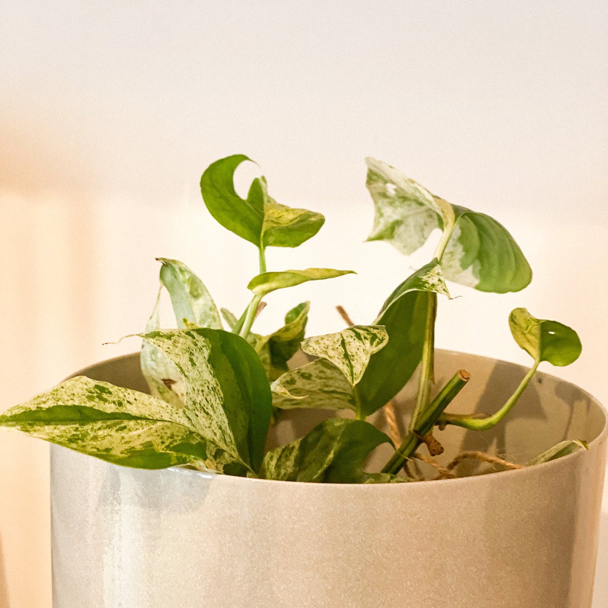 Pothos Epipremnum Marble #435 by Passionate Gem