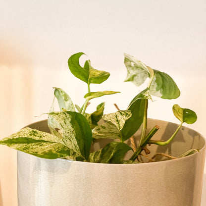 Pothos Epipremnum Marble #435 by Passionate Gem