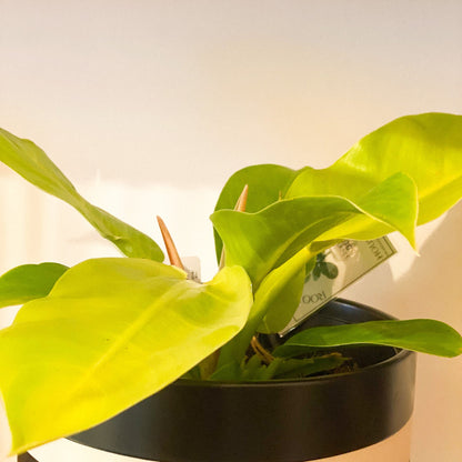 Philodendron - Moonlight #439 by Passionate Gem