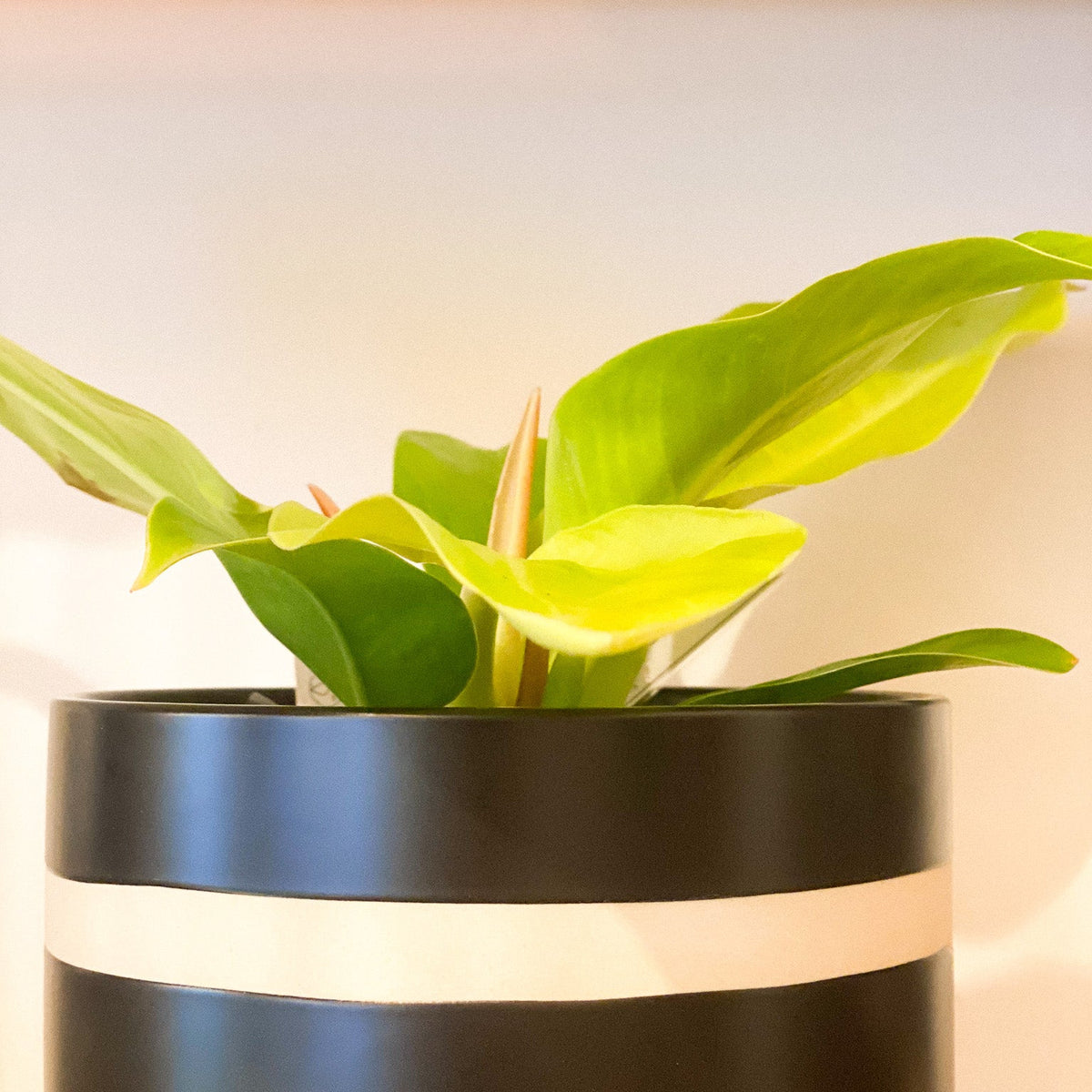 Philodendron - Moonlight #439 by Passionate Gem