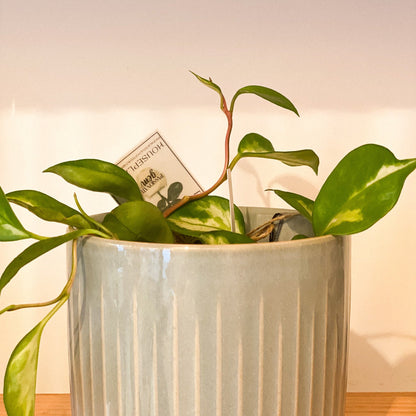 Hoya - Albo #437 by Passionate Gem