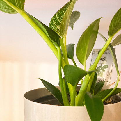 Philodendron - Birkin #438 by Passionate Gem
