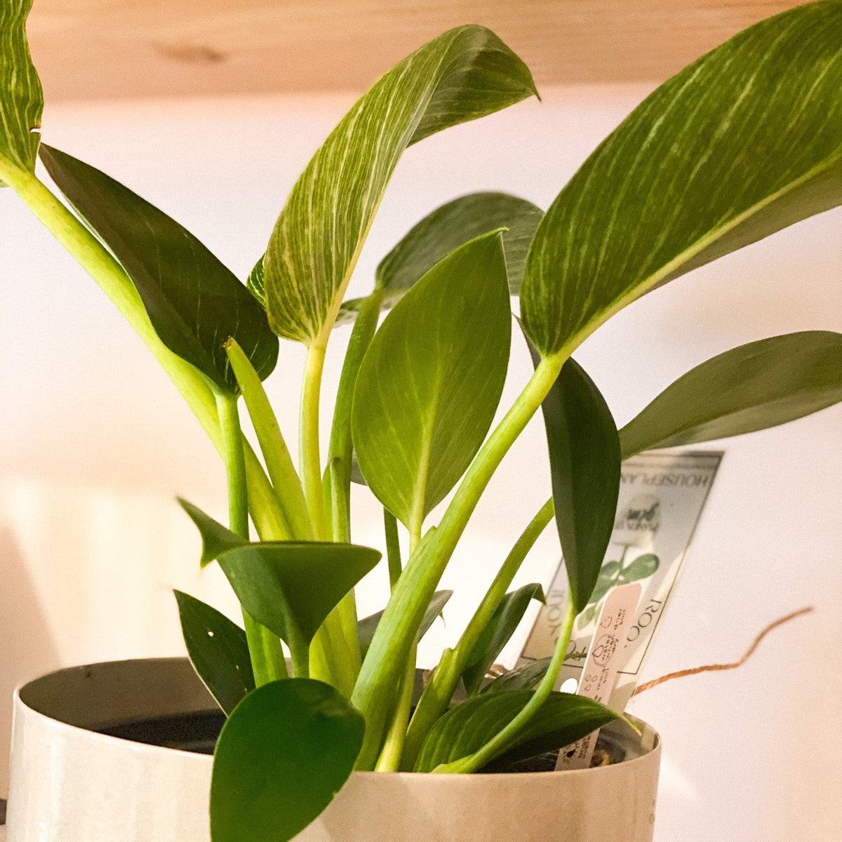 Philodendron - Birkin #438 by Passionate Gem