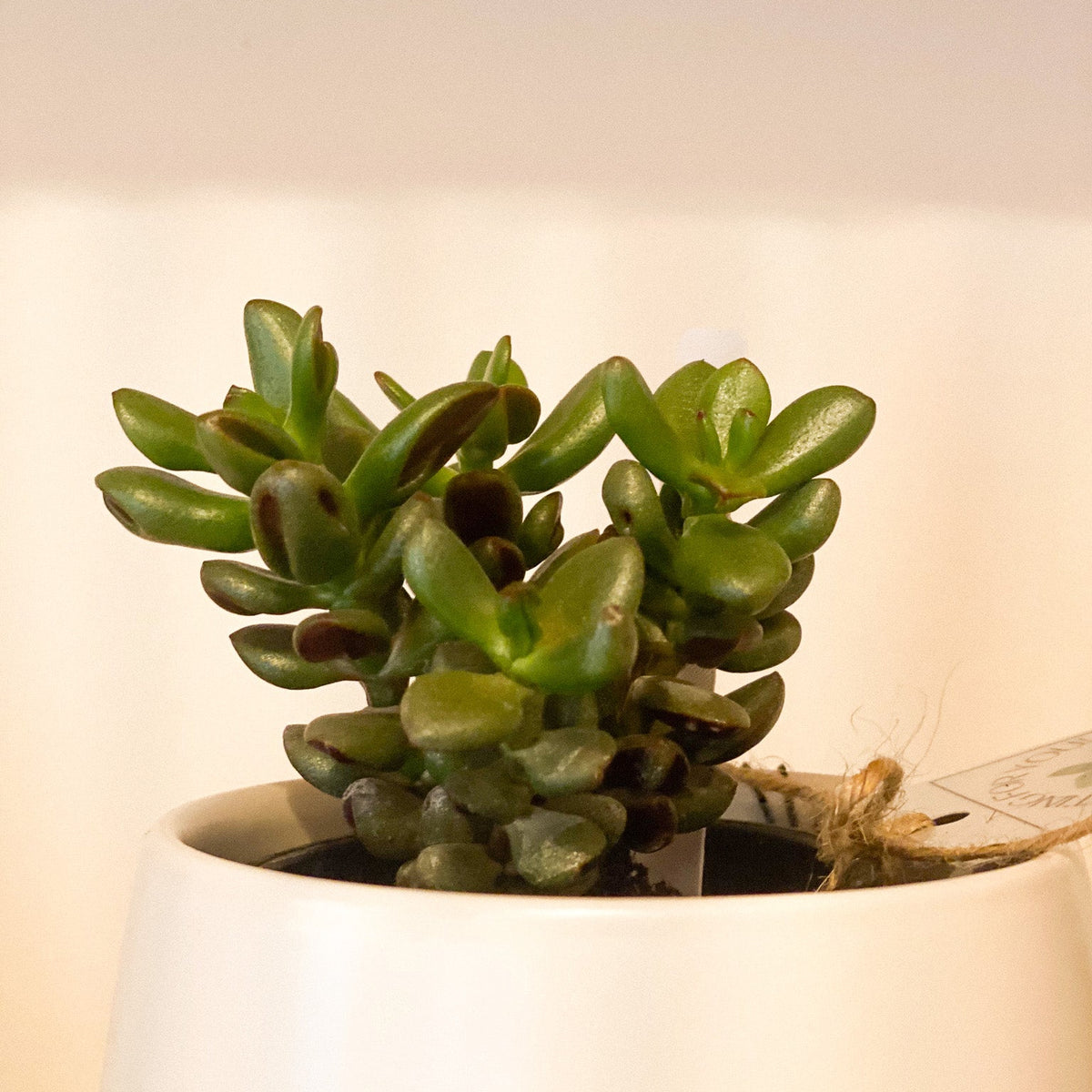 Jade Plant #436 by Passionate Gem