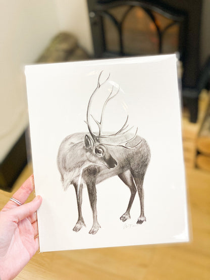 Reindeer Sketch 8x10 Print by Anya Toelle