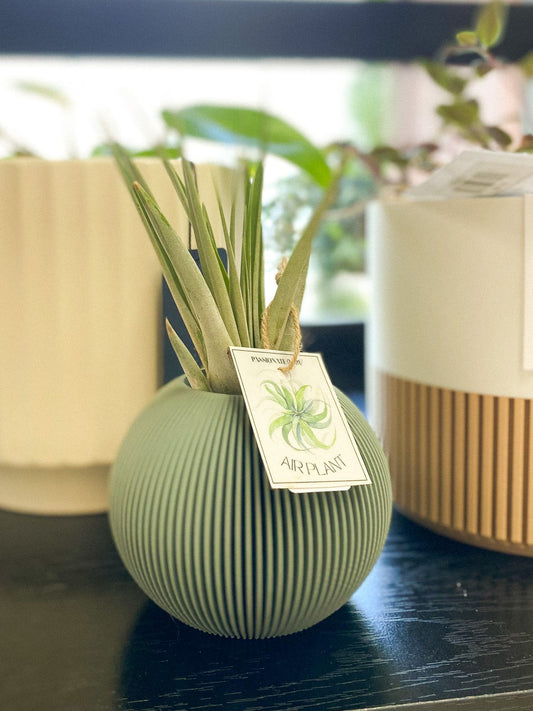 Air Plant #347 by Passionate Gem