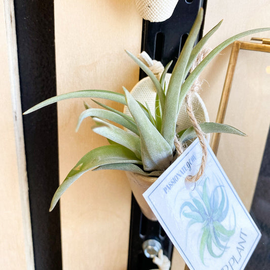 Air Plant #341 by Passionate Gem