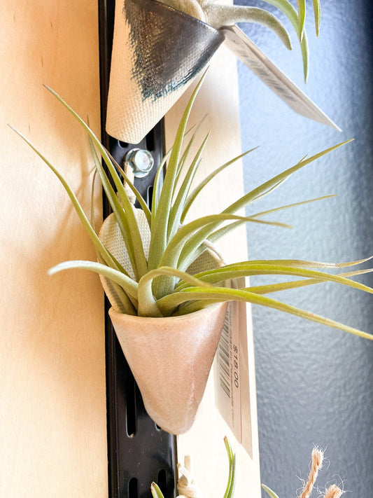 Air Plant #346 by Passionate Gem