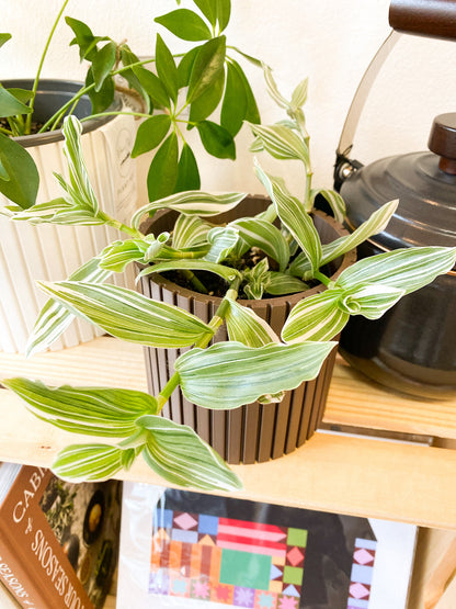 Wandering Dude Plant #348 by Passionate Gem