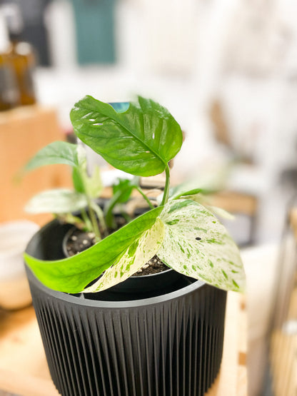 Epipremnum - Marble #352 by Passionate Gem