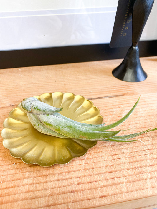 Air Plant #354 by Passionate Gem