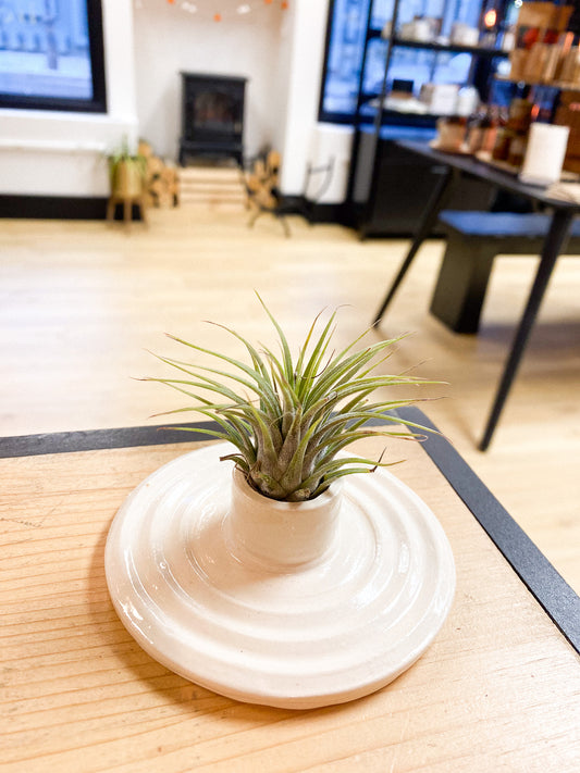 Air Plant #359 by Passionate Gem